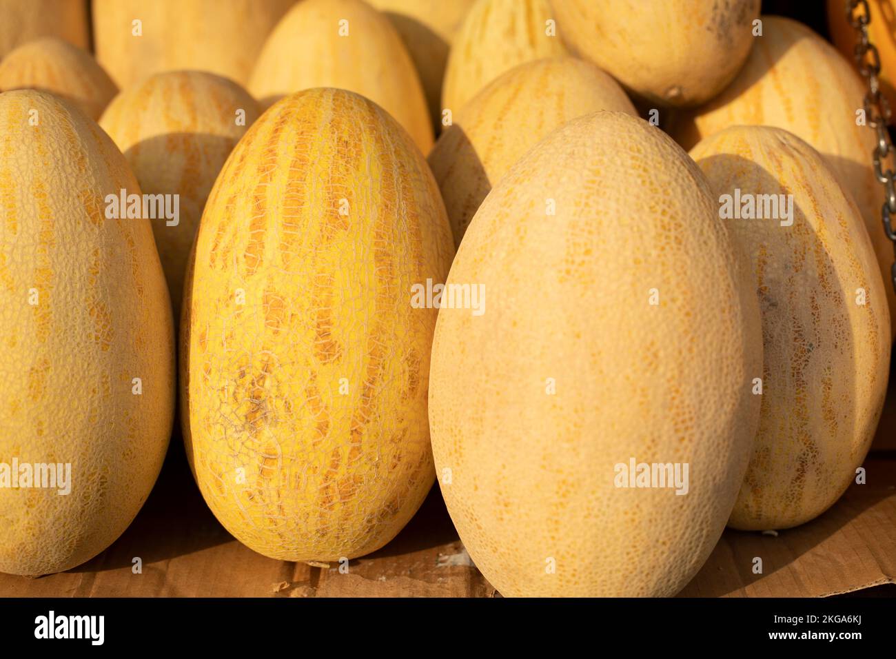 Yellow melon. Lots of melons on market. Sweet fruit. Sale of juicy