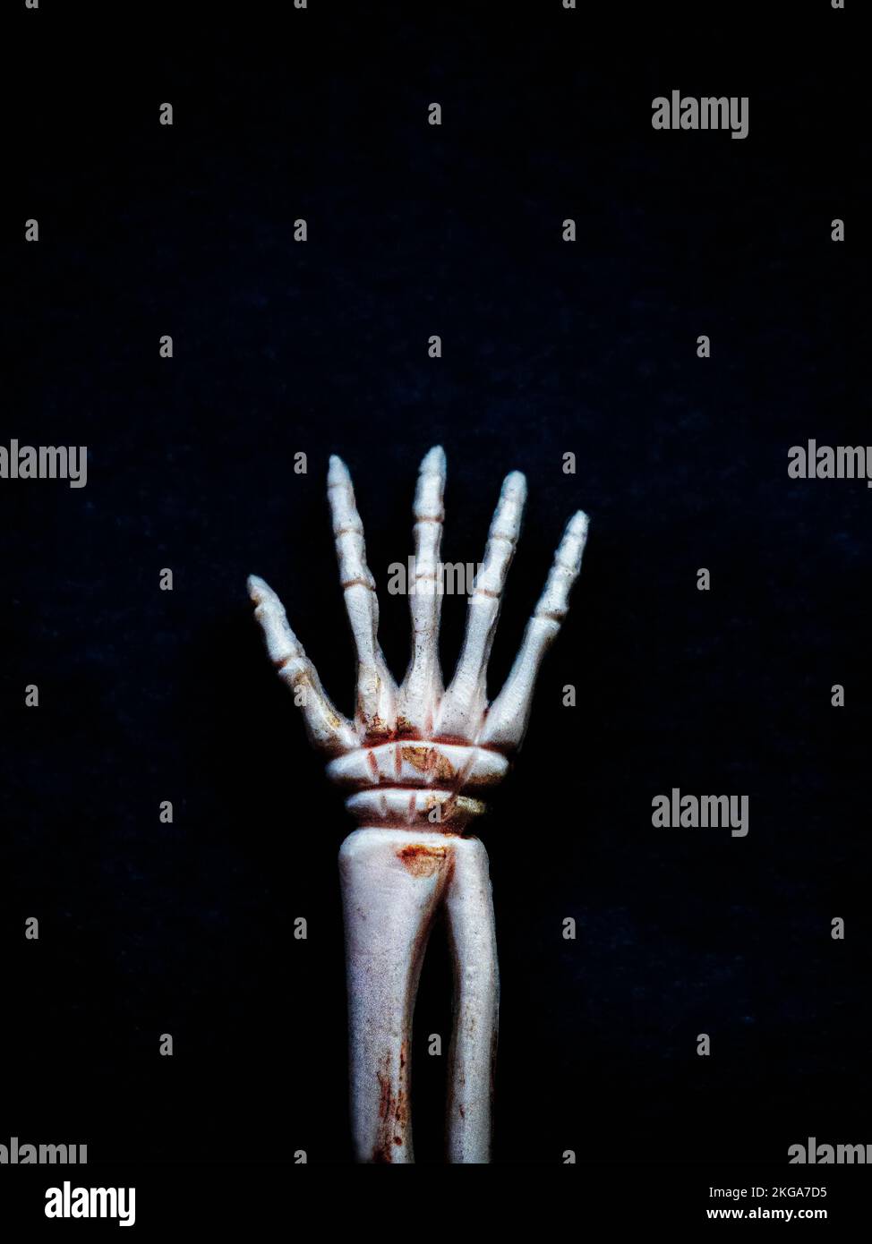 Hand and lower arm in skeleton form viewed from above Stock Photo