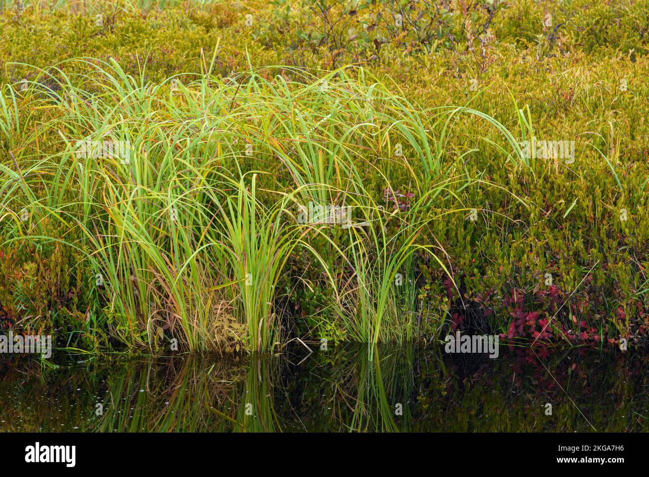 Marsh aquatic vegetation in summer, Greater Sudbury, Ontario, Canada