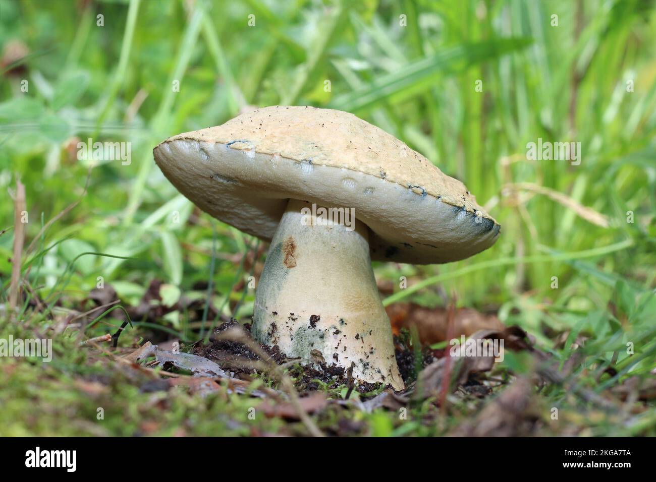 Large ripe edible mushroom Gyroporus cyanescens grows in the forest. The cap and stem are buff yellowish. The pore surface is white. Stock Photo