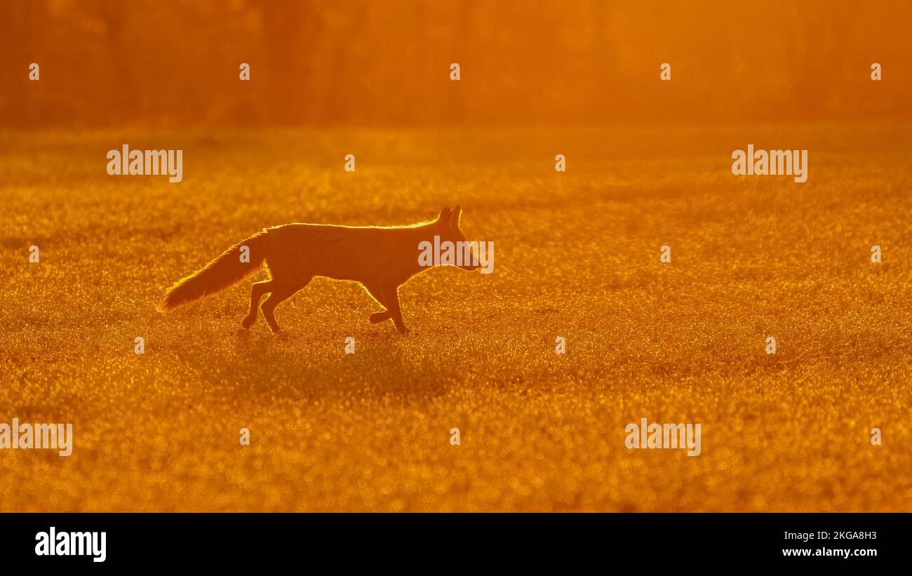 Red fox (Vulpes vulpes) runs across a field in golden light at sunrise