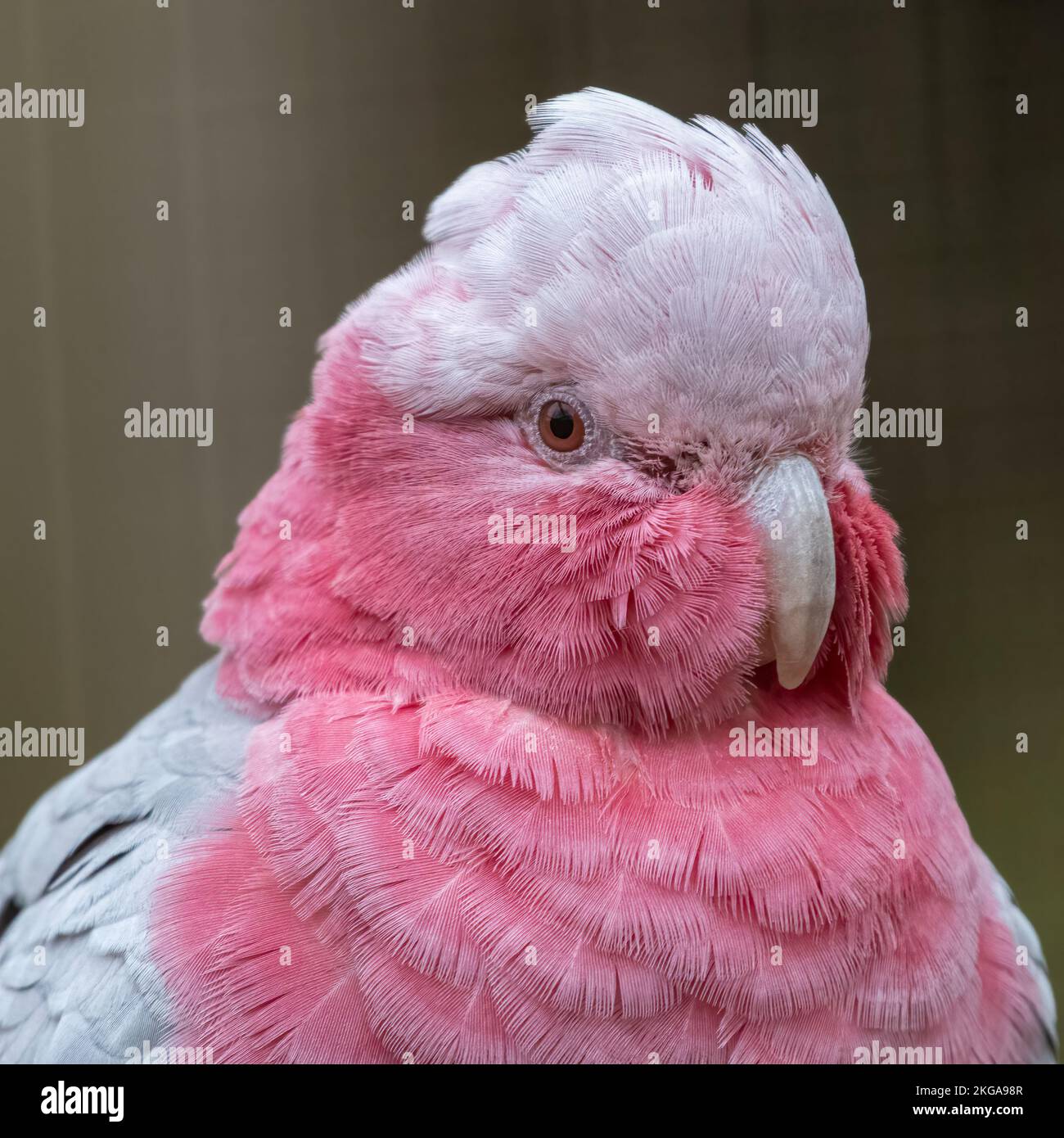 Galah (Eolophus roseicapilla), cute Australian cockatoo species Stock