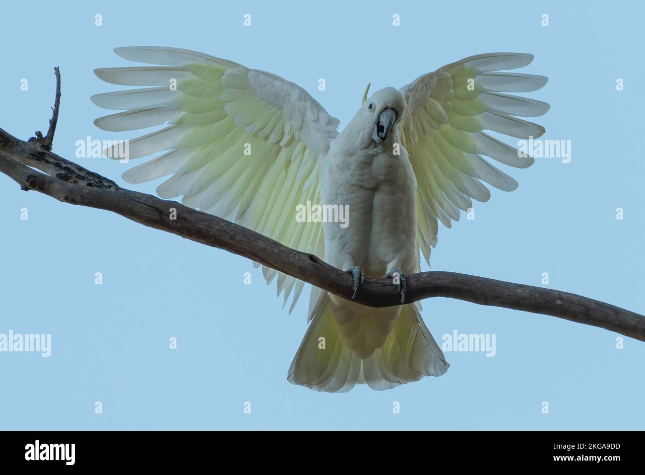 Sulphur Crested Cockatoo Cacatua Galerita Spreads Its Wings Sydney