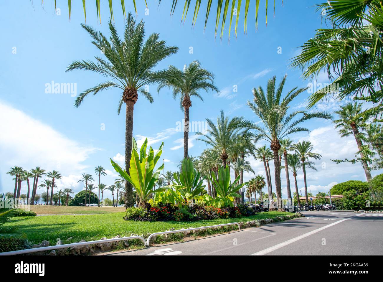 Magnificent palm park with flower beds and banana trees on the left ...