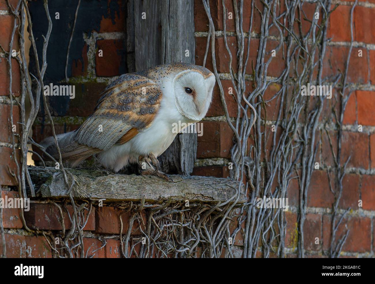 Barn owl Tyto alba perched in an old barn window in North Norfolk, UK Stock Photo