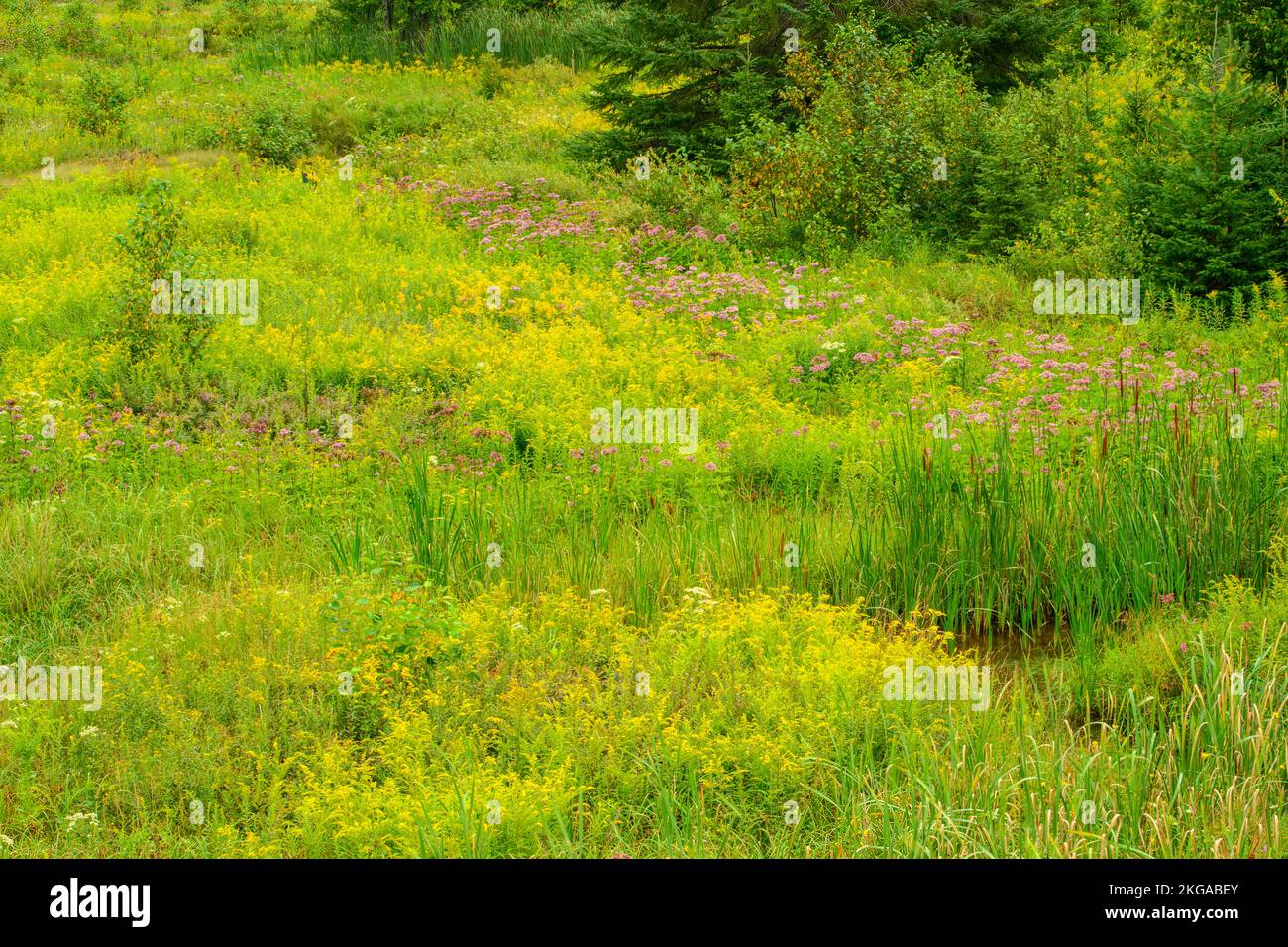 Aquatic vegetation around a small creek in late summer, Greater Sudbury
