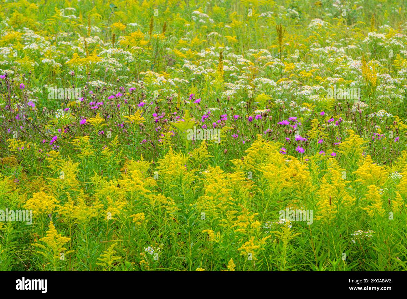 Summer wildflowers hi-res stock photography and images - Alamy