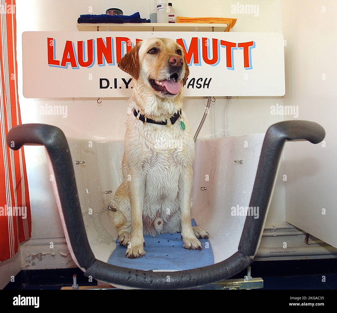 LABRADOR LUTHER GETS READY FOR HIS WASH AND BLOW DRY AT LAUNDROMUTT THE