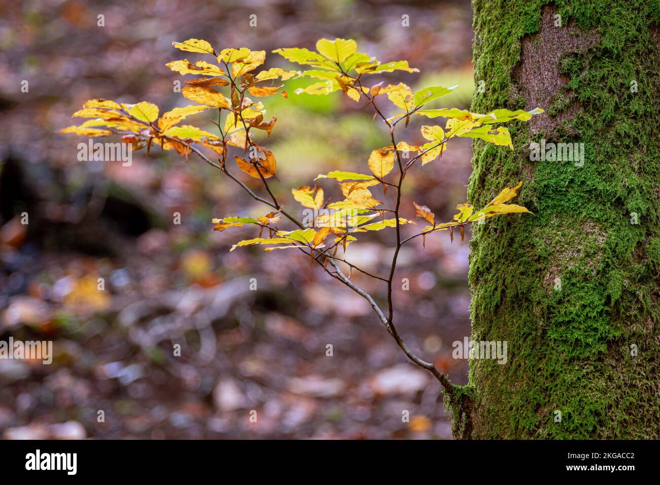A closeup shot of beautiful yellow leaves on a mossy trunk in autumn ...