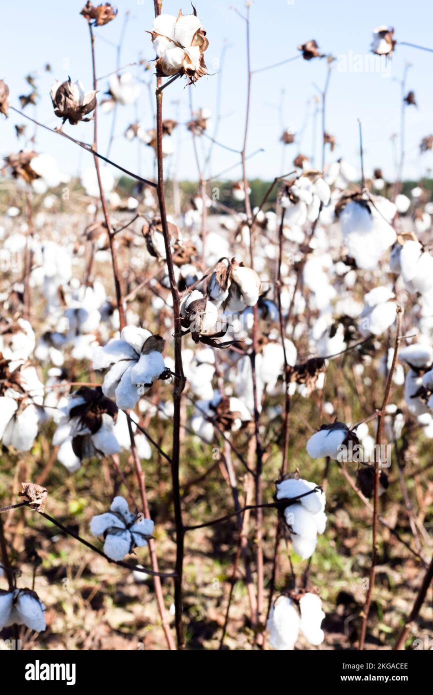 Organic cotton plants field hi-res stock photography and images - Alamy