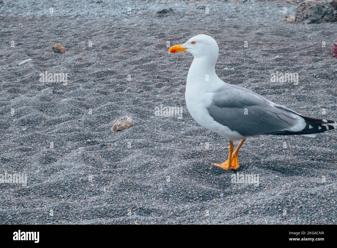A curious seagull on the beach. Stock Photo