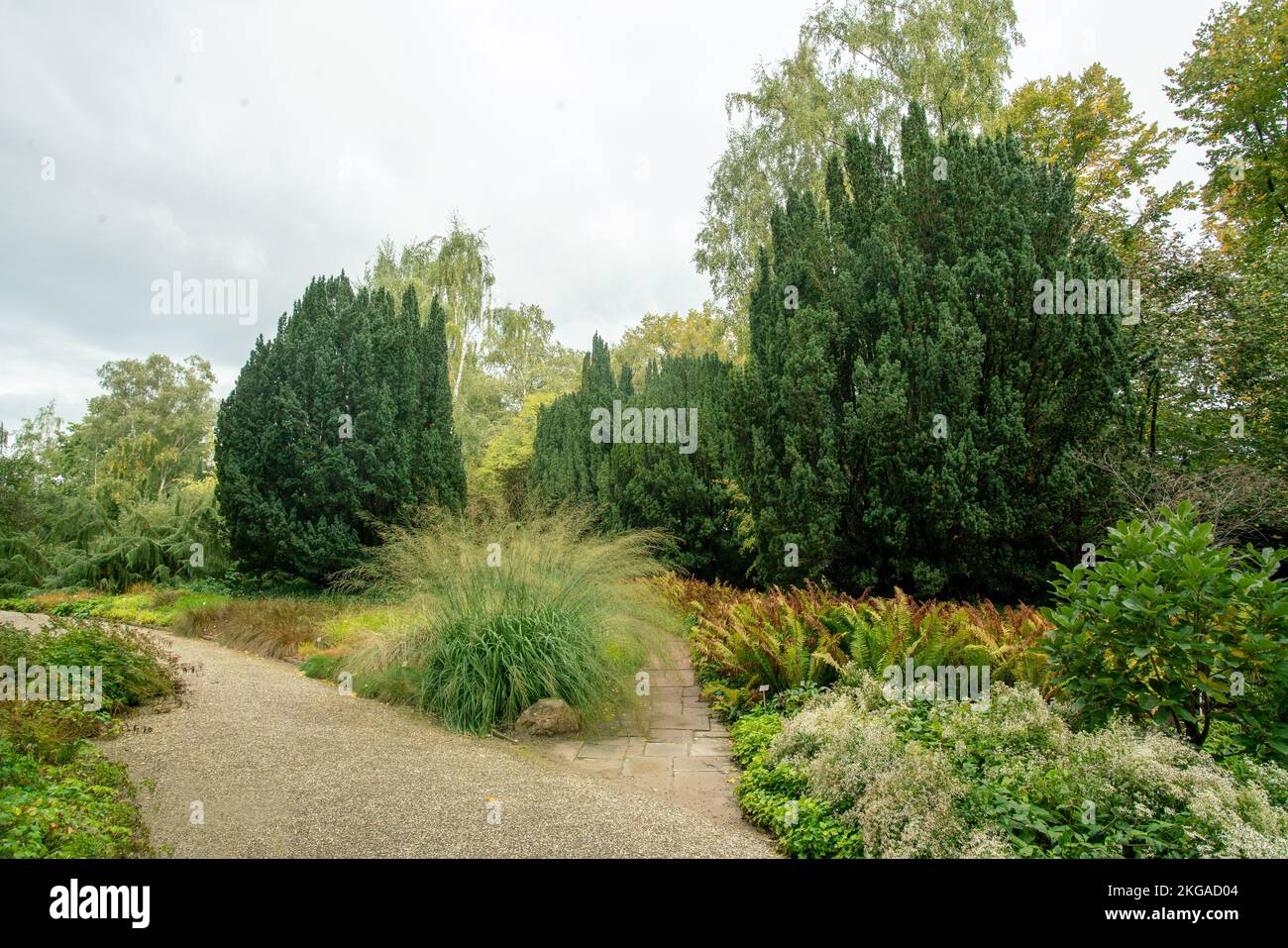 Panorama of Hannover Botanical Garden with various trees (juniper or yew) and fantastic perennials    -  Goniolimon tataricum  and Molinia arundinacea Stock Photo