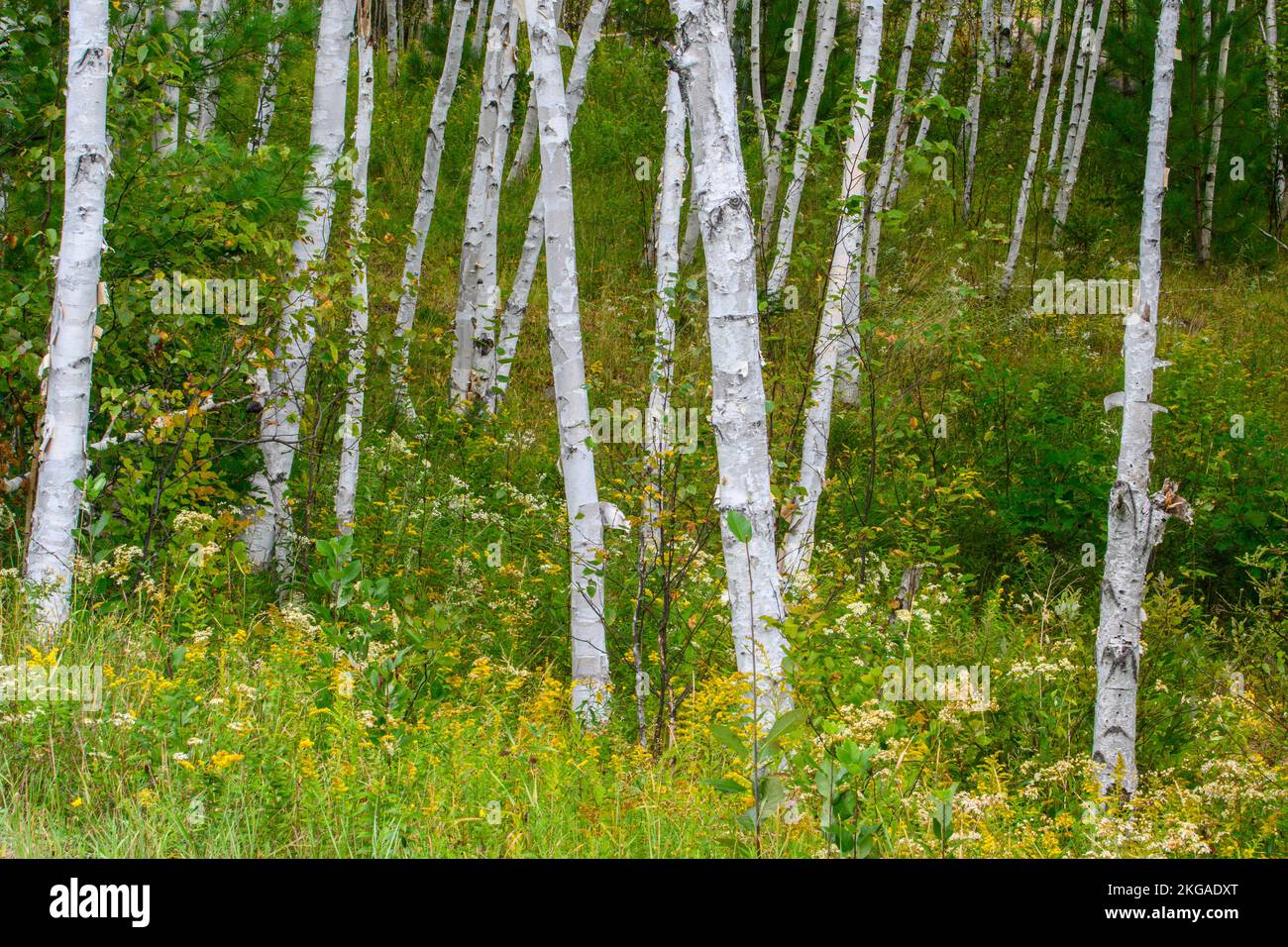 Birch trees with late-summer goldenrod and aster, Greater Sudbury, Ontario, Canada Stock Photo