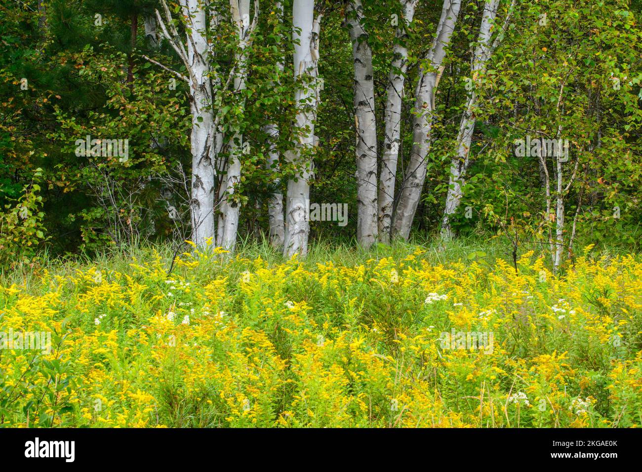 Birch trees with late-summer goldenrod and aster, Greater Sudbury, Ontario, Canada Stock Photo