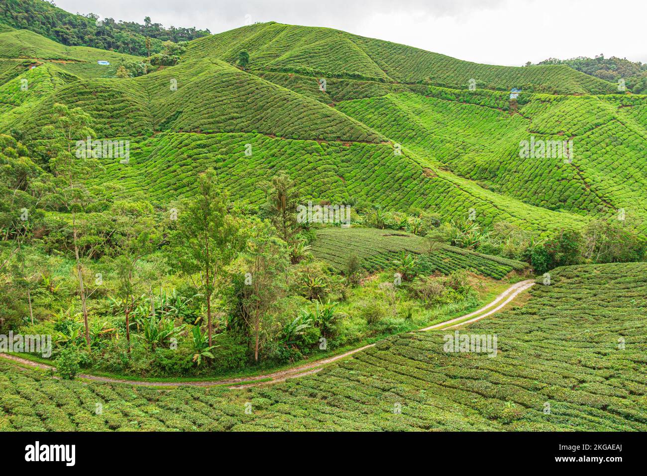 Green landscape of tea plantation in valley and on hill slope at