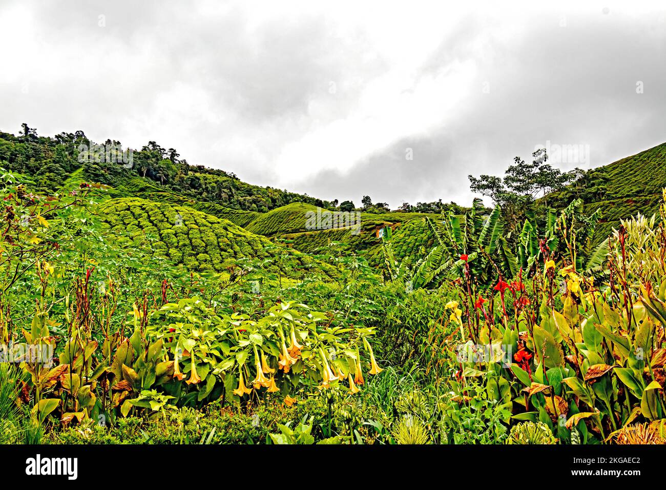 Blooming canna flowers with tea plantation in the background at Cameron