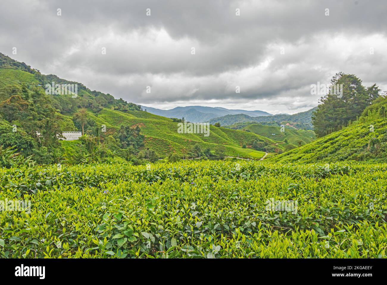 Tea plant bushes at tea plantation in Cameron Highlands, Malaysia. Stock Photo