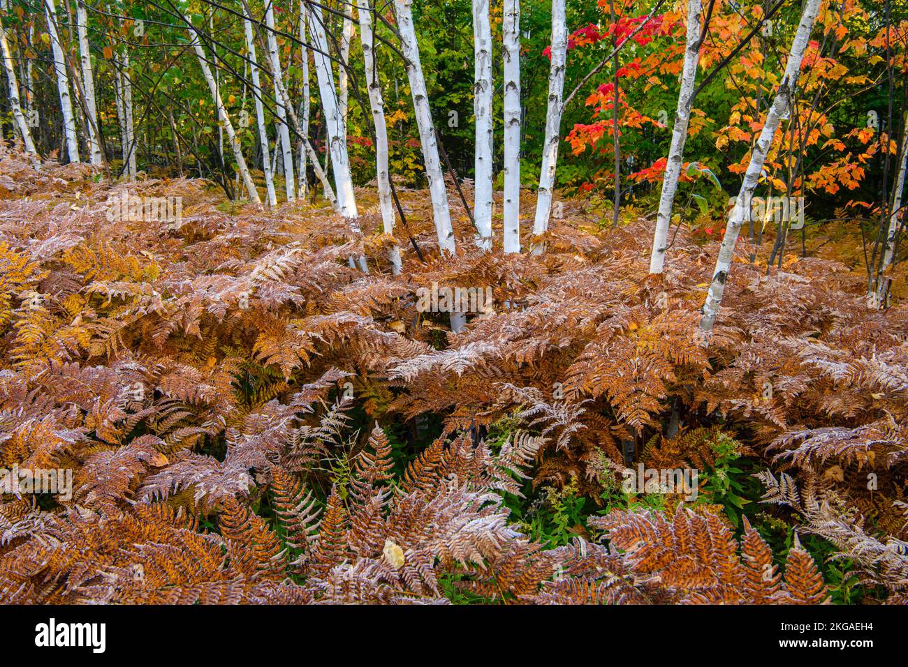 Frosted ferns in the understory of a hardwood woodlot, Greater Sudbury ...