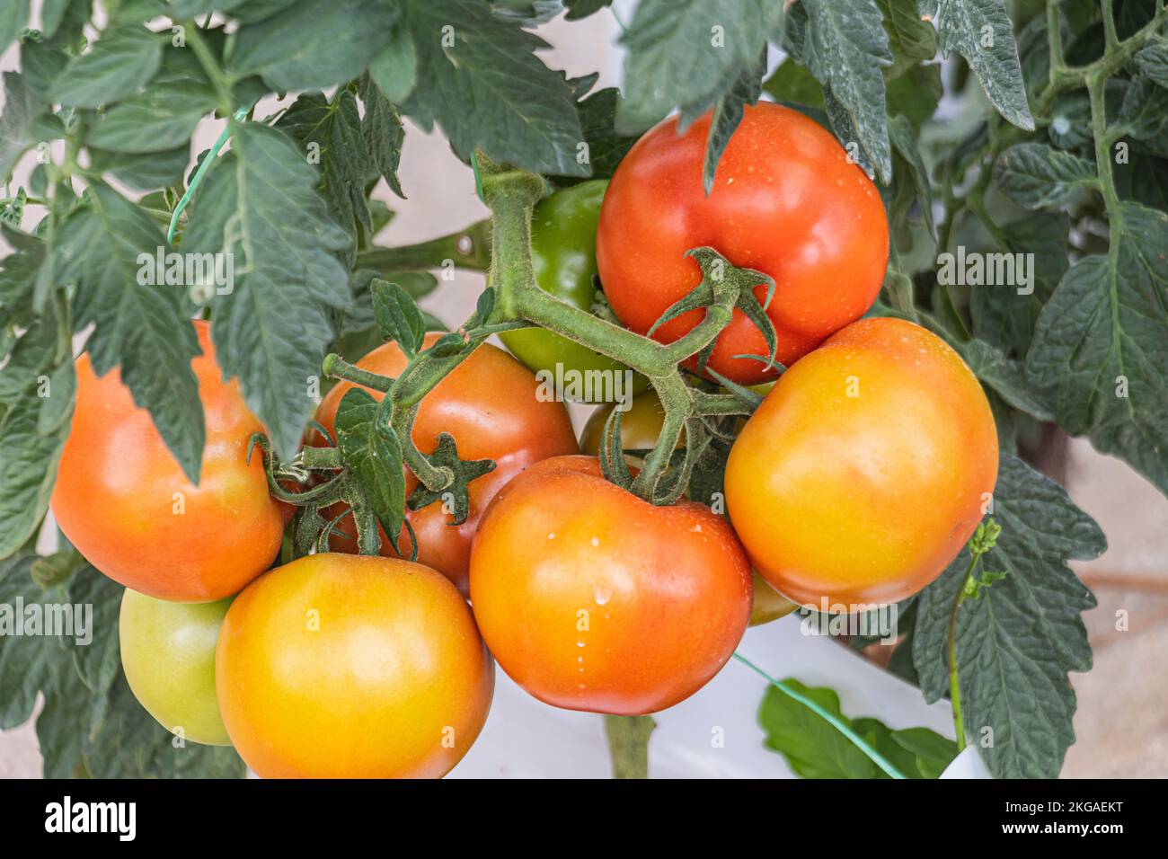 Cluster of tomatoes on the vine at the farm in colder highland region of Cameron Highlands, Malaysia. Stock Photo