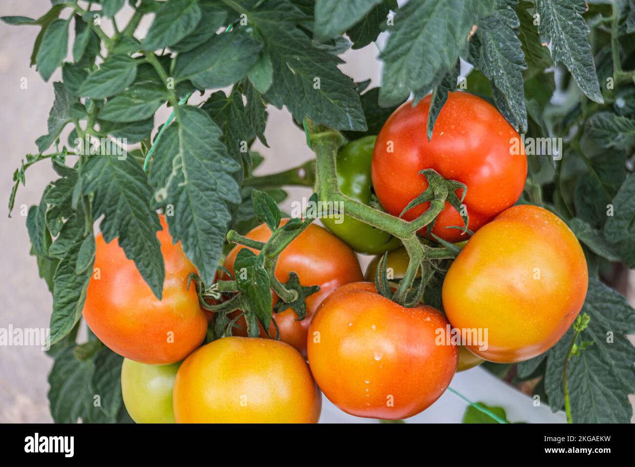 Cluster of tomatoes on the vine at the farm in colder highland region of Cameron Highlands, Malaysia. Stock Photo