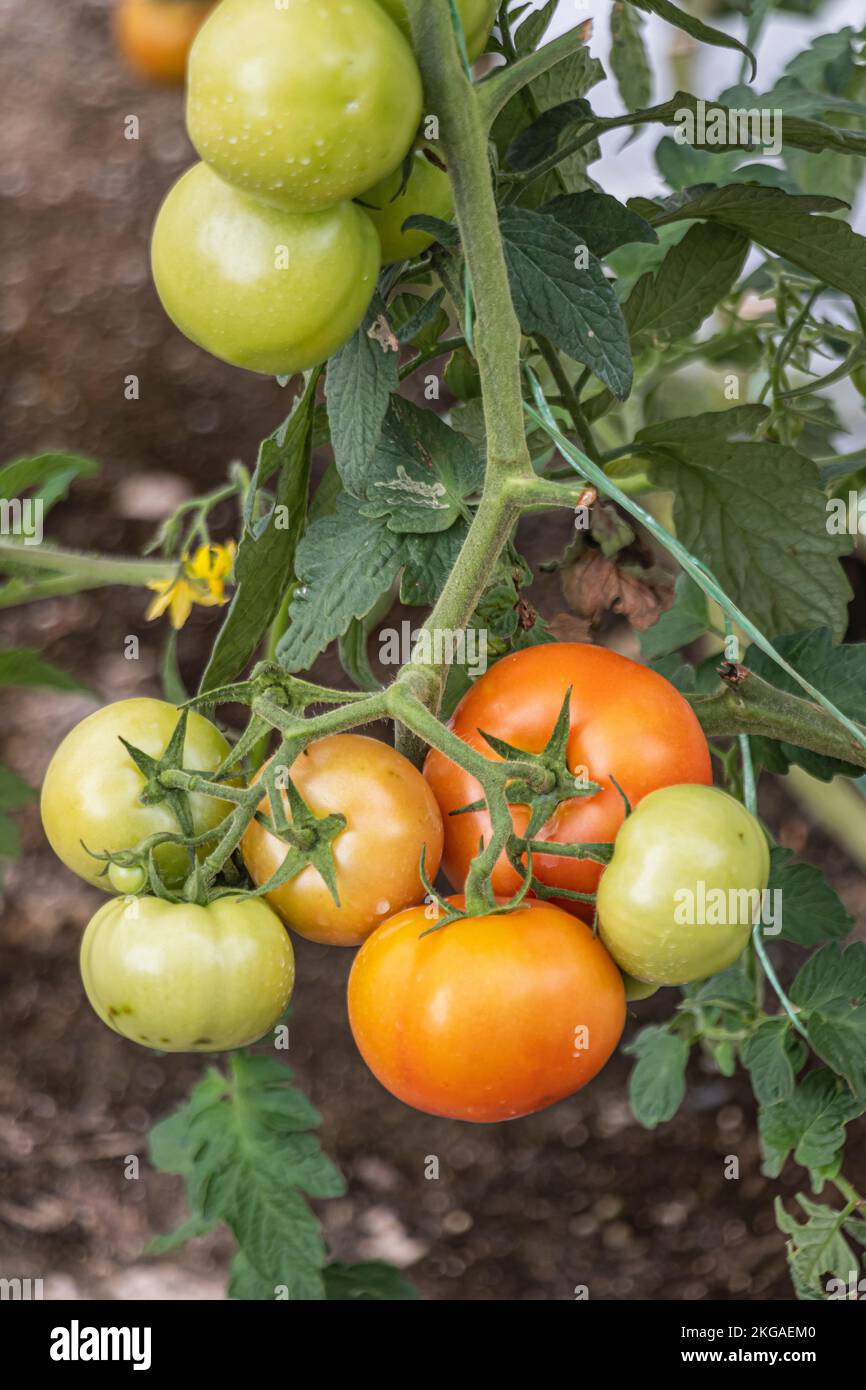 Cluster of tomatoes in different stage ripening grows on vine at a farm in colder region of Cameron Highlands, Malaysia. Stock Photo