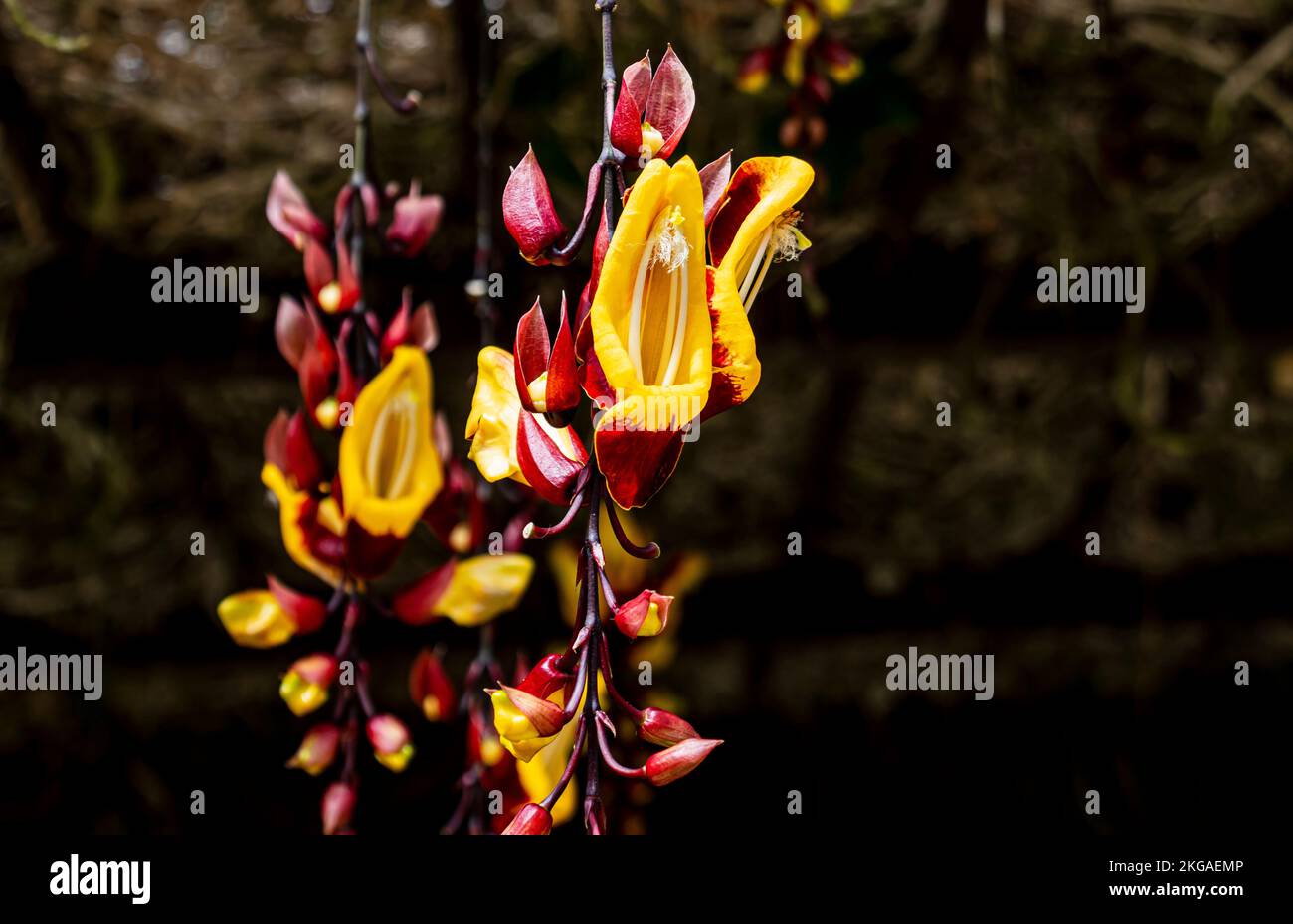 Blooming cluster of Thunbergia mysorensis flowers, or Mysore trumpet vine, or lady's slipper vine in Cameron Highlands, Malaysia. Stock Photo
