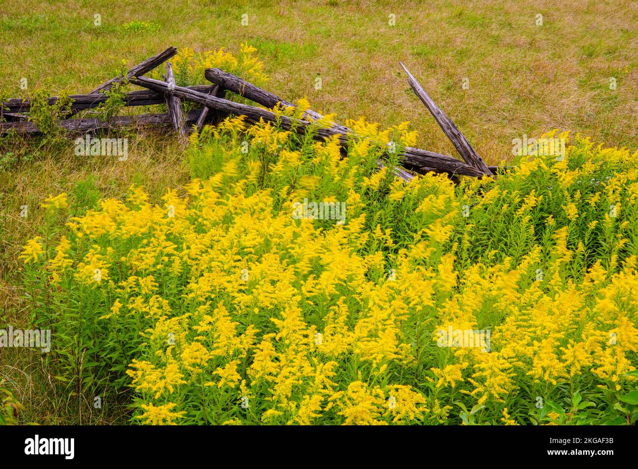 Flowering goldenrod and a cedar splitrail fence, Sheguiandah