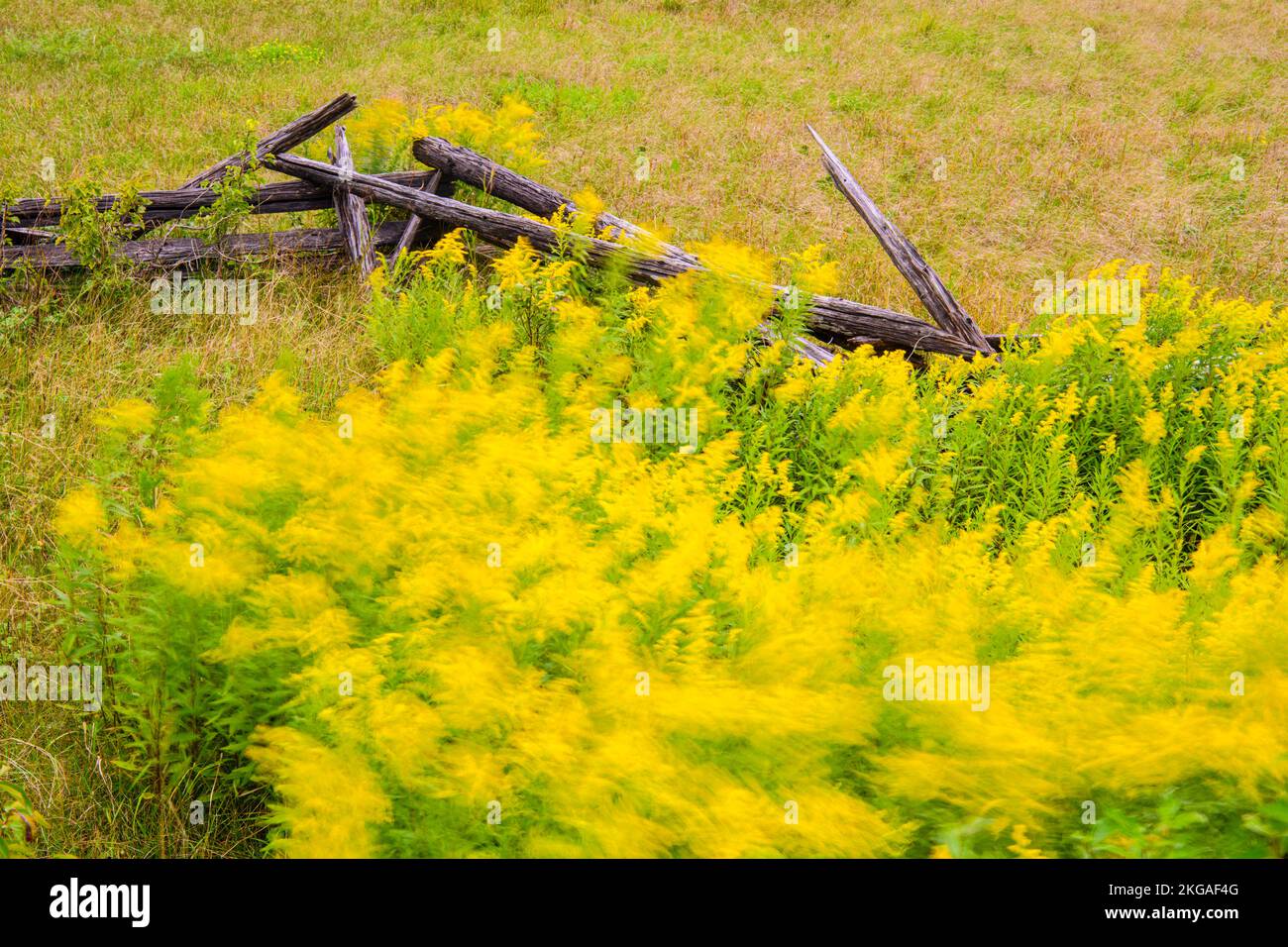 Flowering goldenrod and a cedar splitrail fence, Sheguiandah