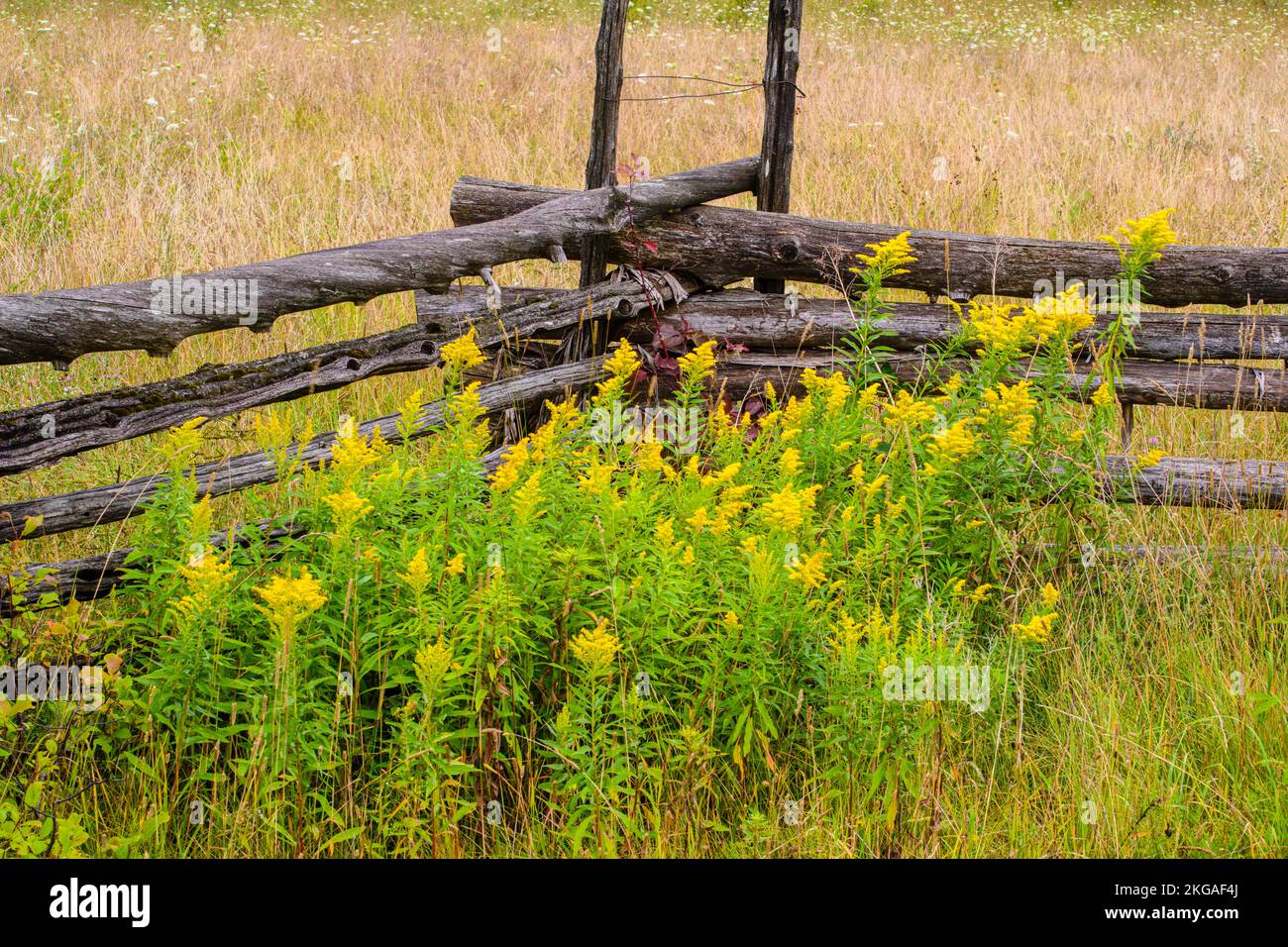 Flowering goldenrod and a cedar splitrail fence, Sheguiandah