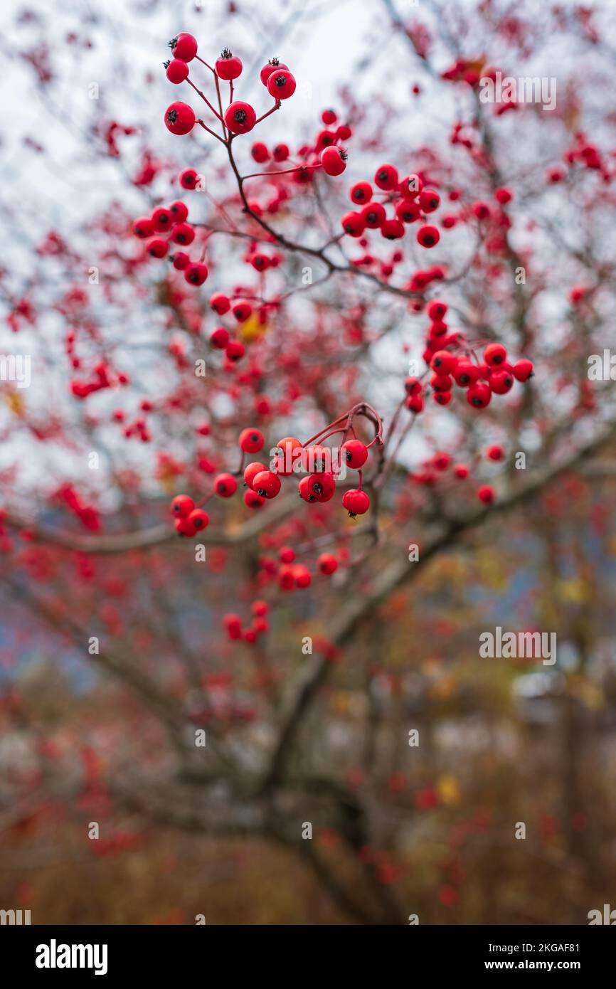 Chokeberry red. Bokeh background of A Brilliant Red Chokeberry Aronia arbutifolia bursting with red berries called the red chokeberry, is a North Amer Stock Photo