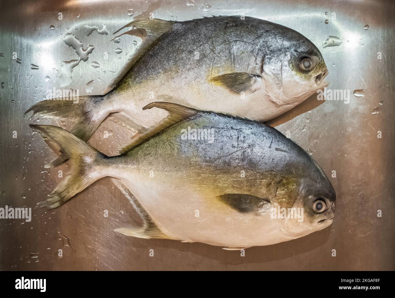 Whole Fresh Raw Golden Pompano fish. Freshly caught silver yellow pompano fish. Nobody, selective focus, cooking and eating healthy concept Stock Photo