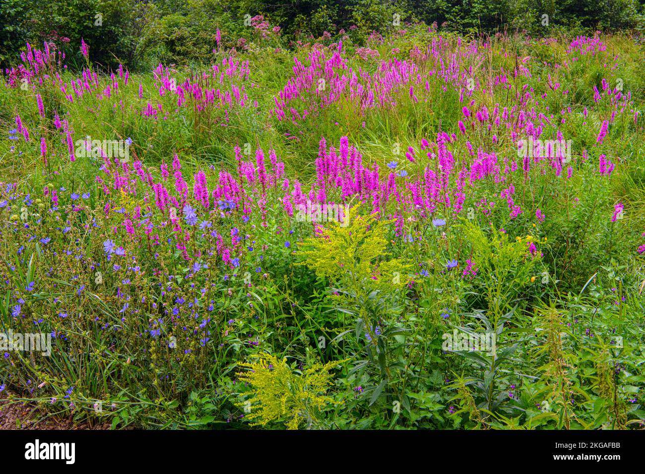 Native wildflowers and invasive purple loosestrife in late summer, Green Bay, Manitoulin Island, Ontario, Canada Stock Photo