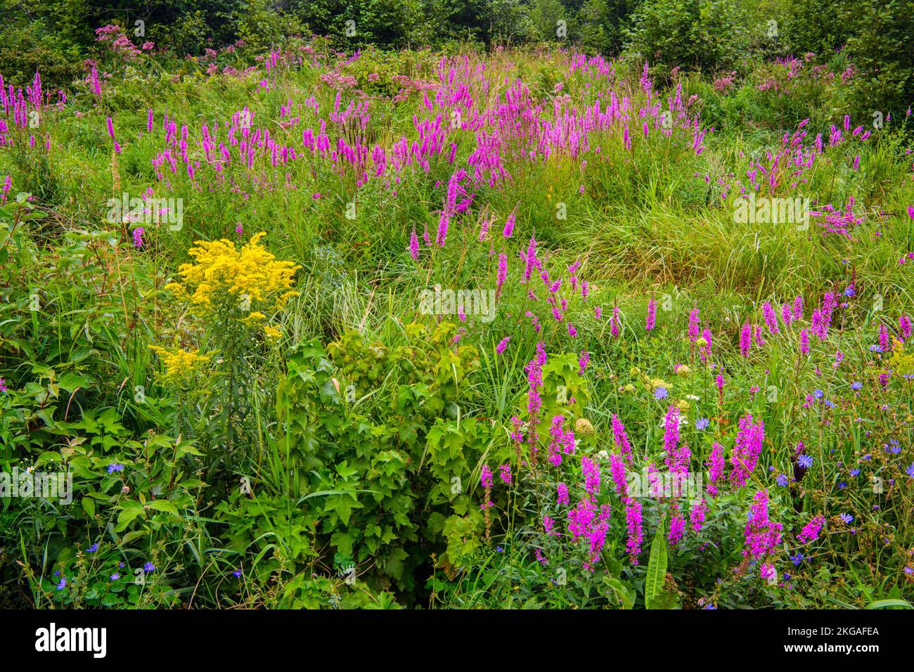 Native wildflowers and invasive purple loosestrife in late summer, Green Bay, Manitoulin Island, Ontario, Canada Stock Photo