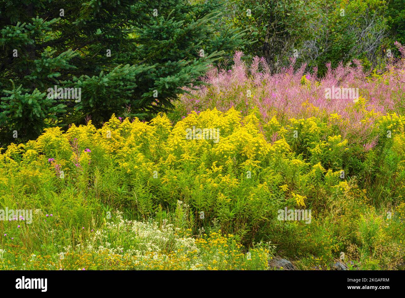 flowering goldenrod, fireweed and pearly everlasting in late summer, Espanola, Ontario, Canada Stock Photo