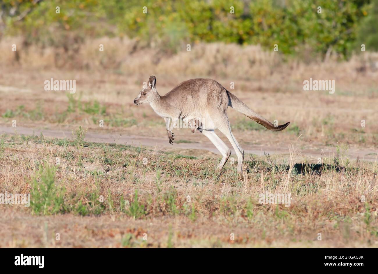 The eastern grey kangaroo (Macropus giganteus) is a marsupial found in eastern third of Australia, Hopping along with its joey in the pouch. Stock Photo