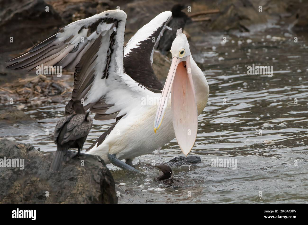 Pelican showing frustration towards the Little Black Cormorant. Stock Photo