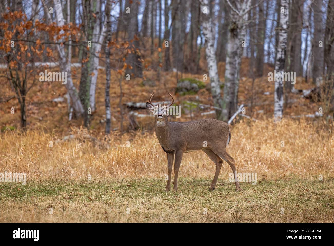Whitetailed buck during the rut in northern Wisconsin Stock Photo Alamy