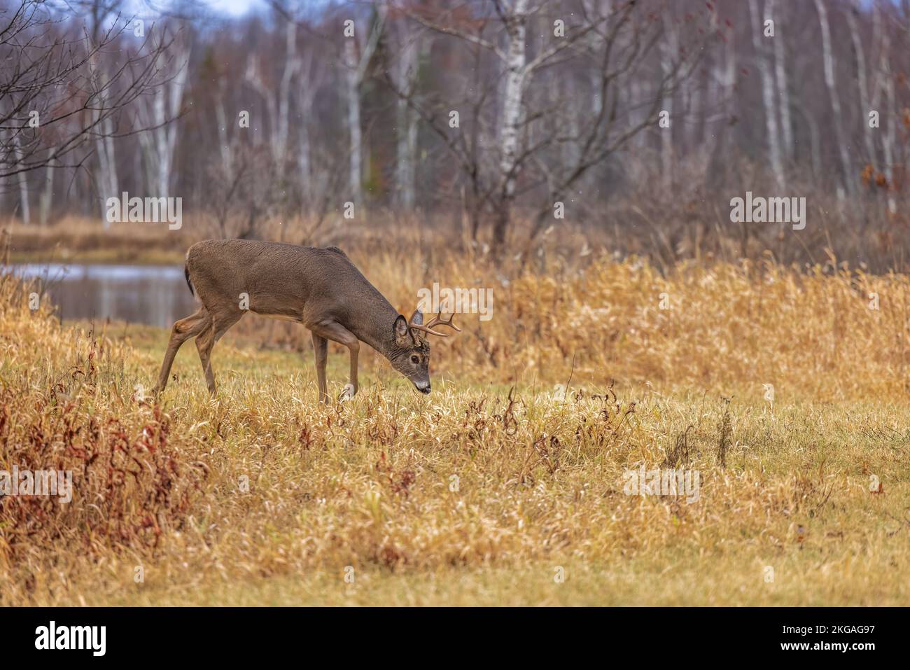 Whitetailed buck during the rut in northern Wisconsin Stock Photo Alamy