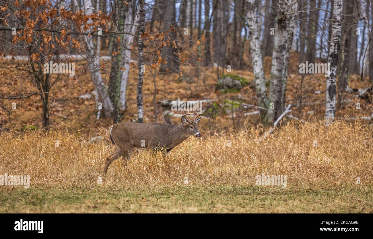 White-tailed buck during the rut in northern Wisconsin Stock Photo - Alamy