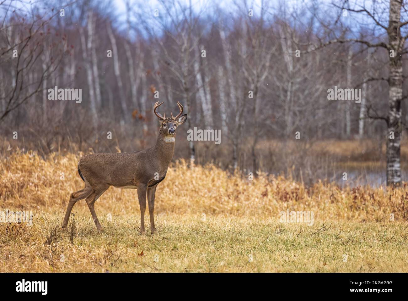 Whitetailed buck during the rut in northern Wisconsin Stock Photo Alamy