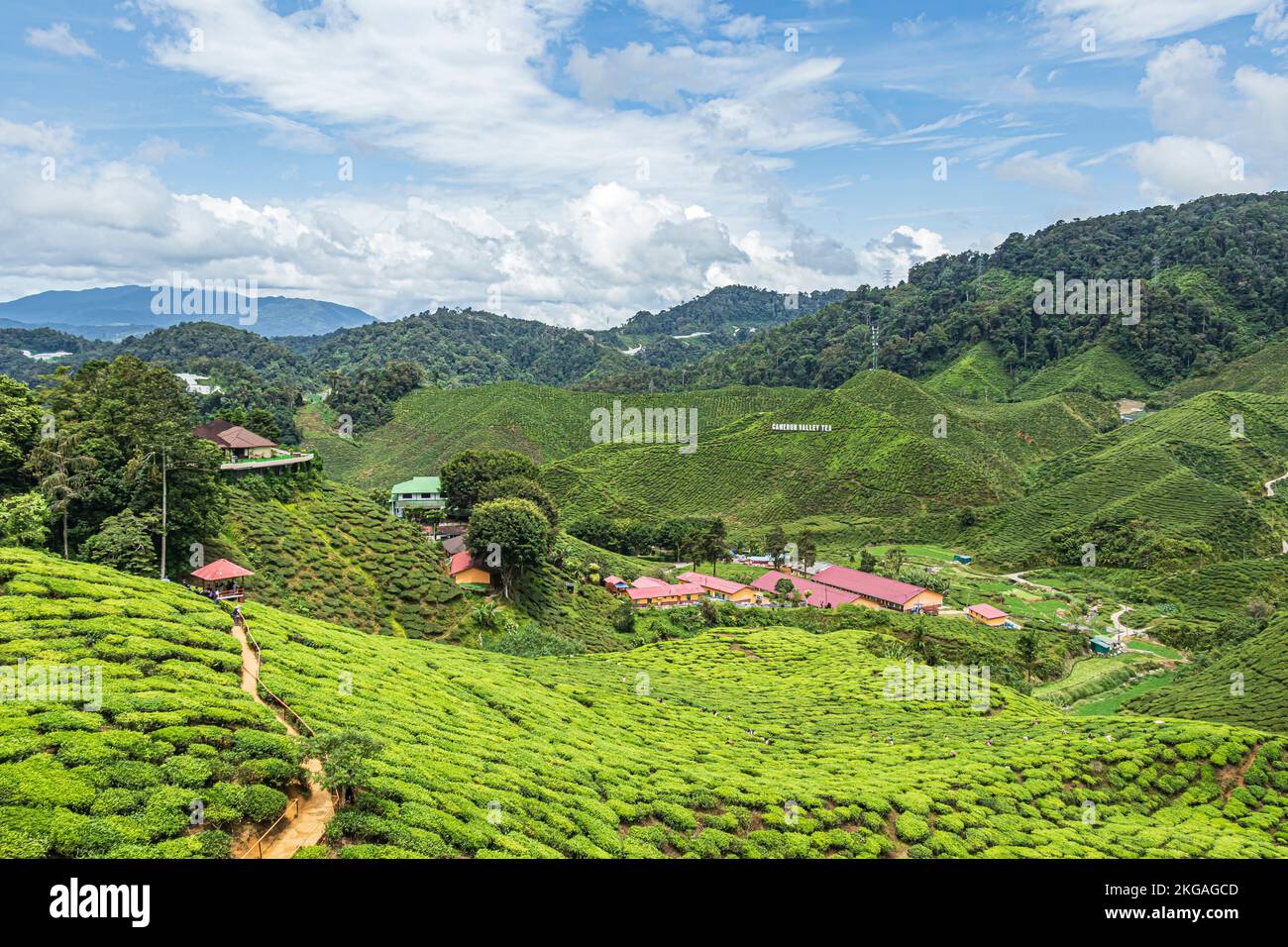 The view of tea plantation on hill slope at Bharat Tea Plantation in Cameron Highland, Malaysia