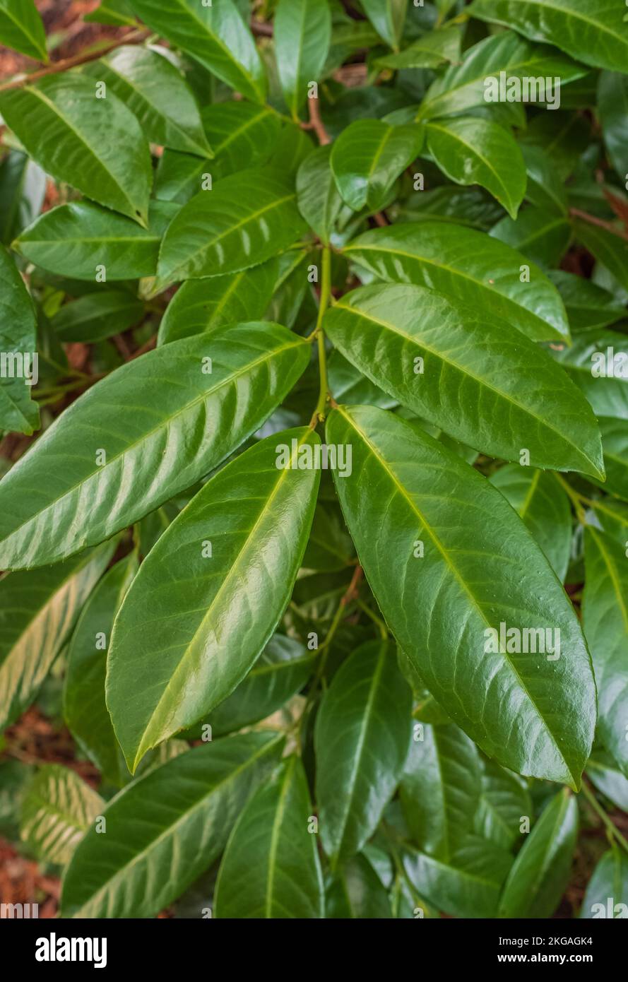 Close up of cherry laurel leaves. Evergreen cherry laurel plant as a natural background. Prunus laurocerasus, English laurel in North America, is an e Stock Photo