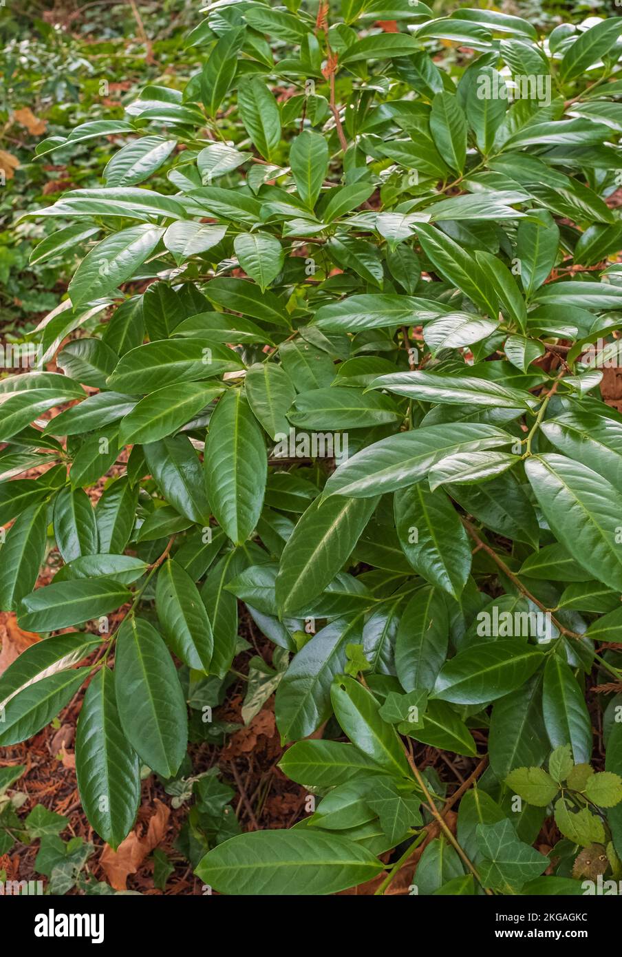 Close up of cherry laurel leaves. Evergreen cherry laurel plant as a natural background. Prunus laurocerasus, English laurel in North America, is an e Stock Photo