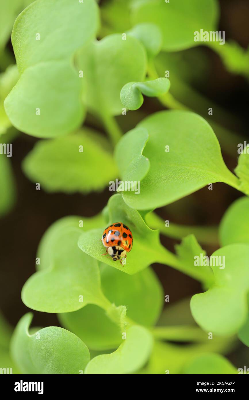 Ladybug on a green lettuce leaf.spring seedling lettuce sprouts.Lettuce sprouts . Growing seedlings at home.plant growing and farming .  Stock Photo