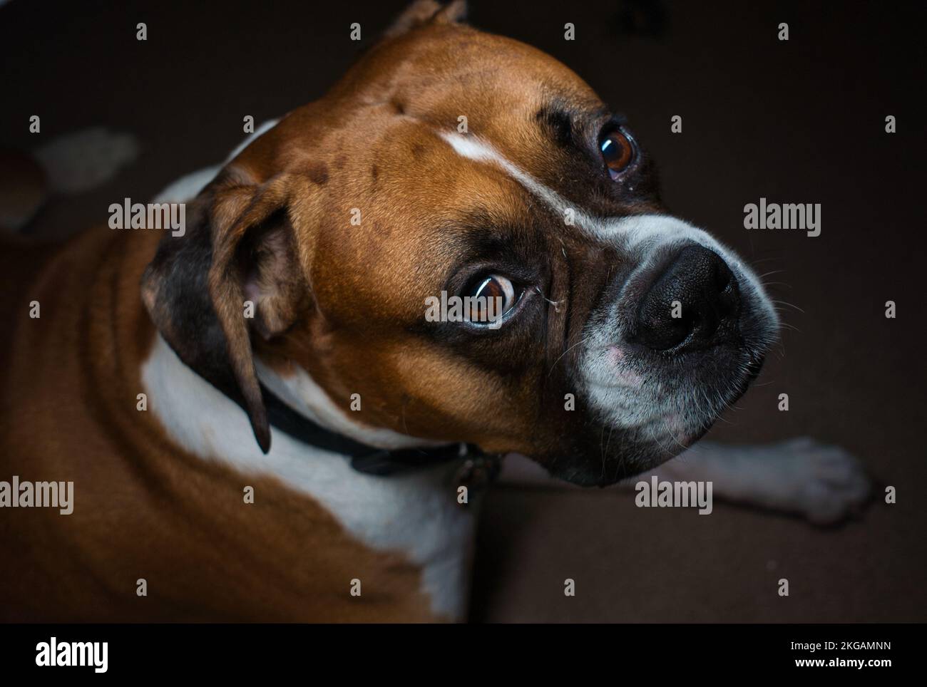 Male Boxer Dog Laying Down Stock Photo Alamy