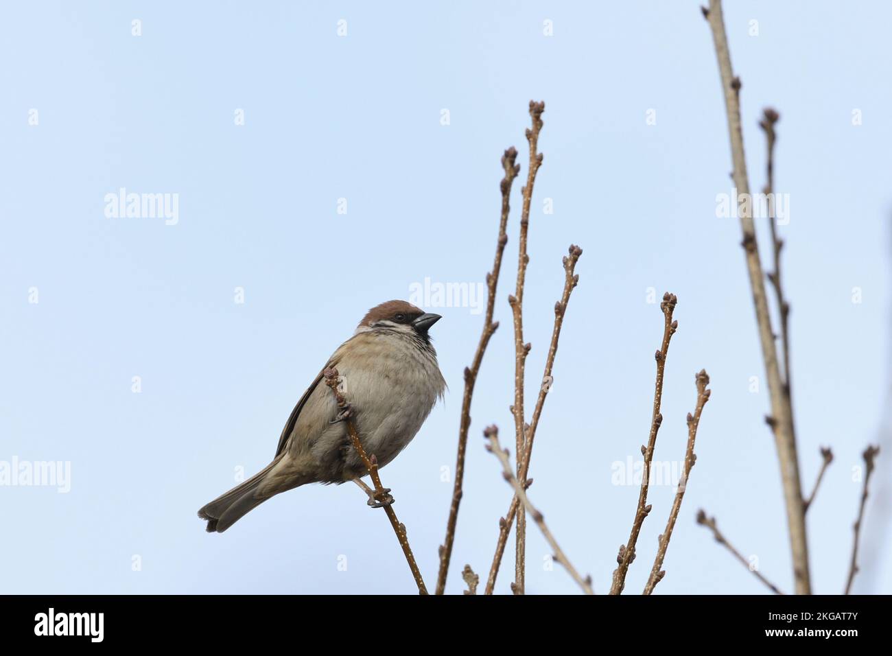 A sparrow perched on a branch. Stock Photo
