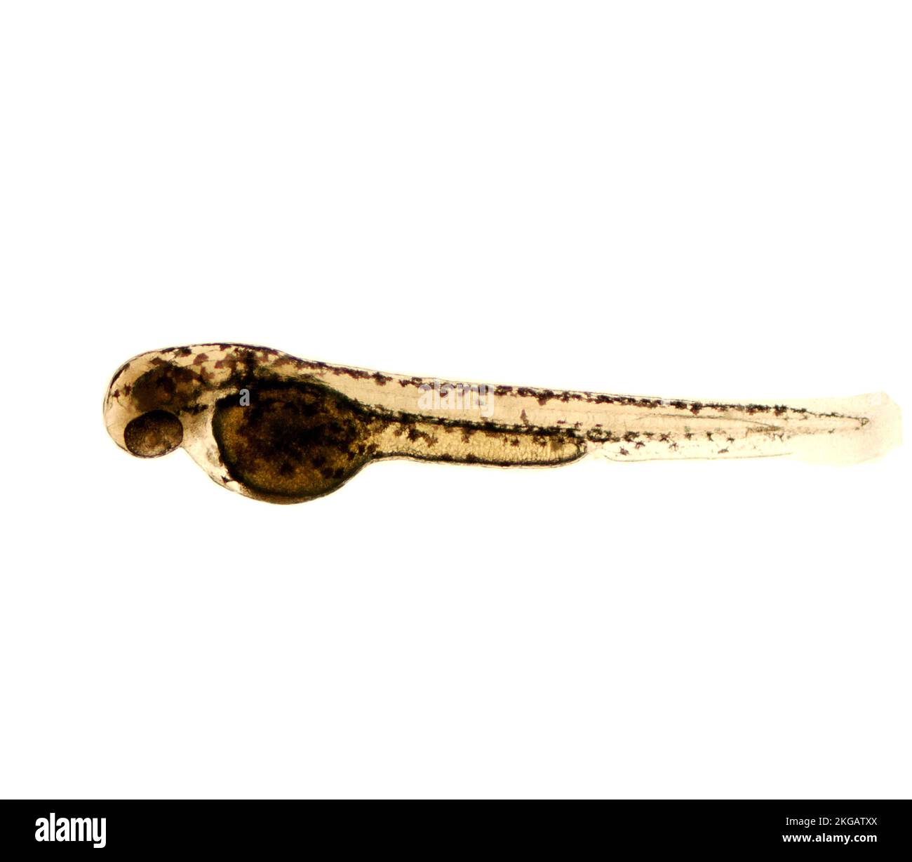 Light micrograph (SEM) of a zebrafish (Danio rerio) embryo. This fish