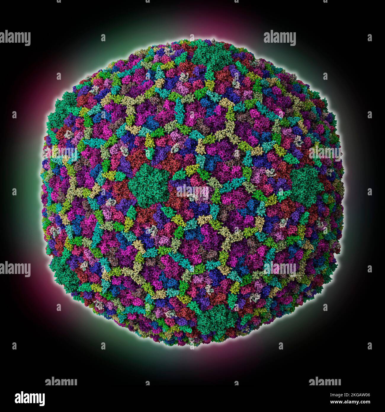 Bacteriophage T4 capsid, molecular model. The image shows the structure
