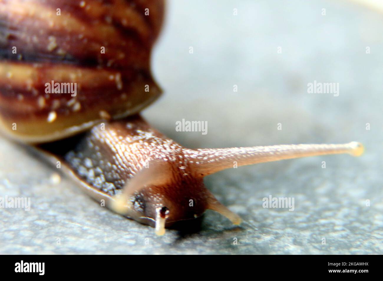 Wildlife phots hi-res stock photography and images - Alamy