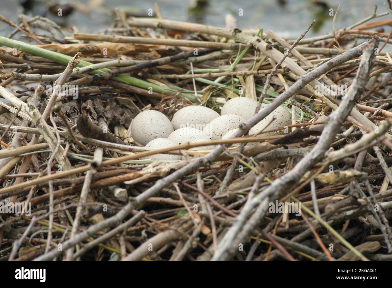 Common coot (Fulica atra) Nest with eggs on the water, Allgäu, Bavaria, Germany, Europe Stock Photo